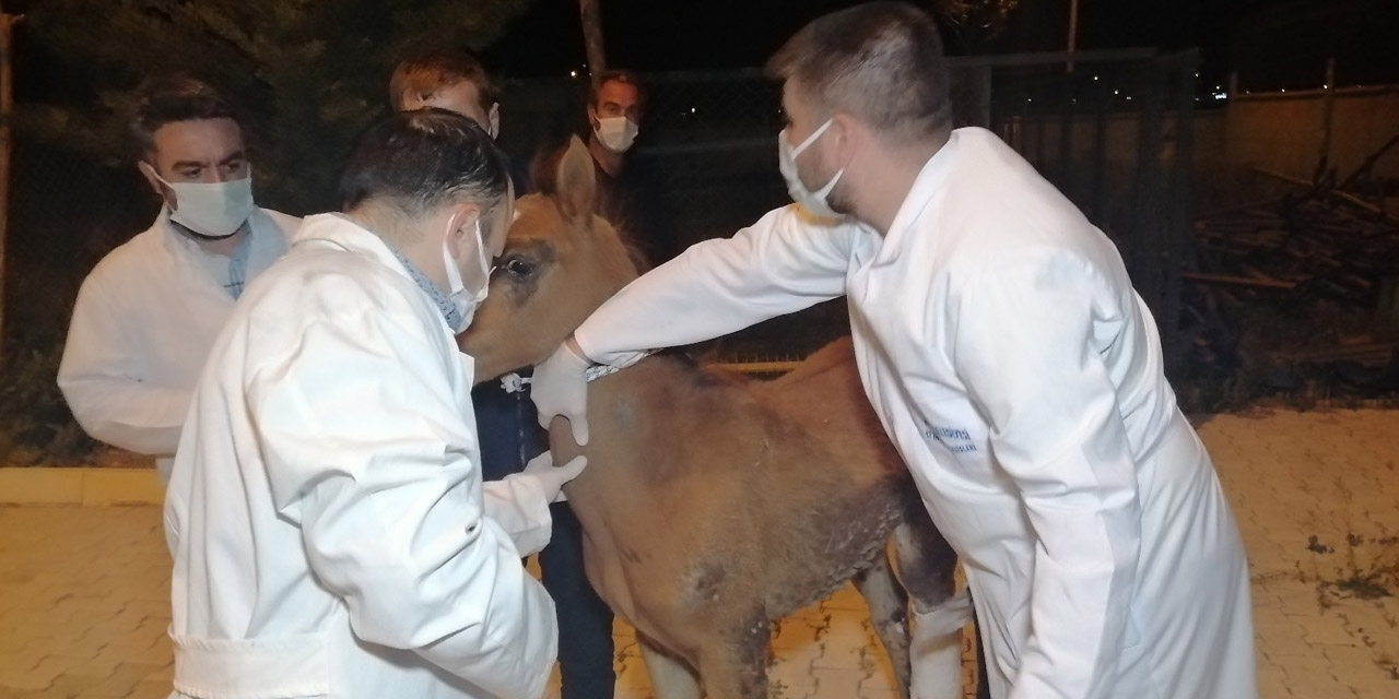 Tarlada kanlar içinde bulunan yaralı tay tedavi altına alındı