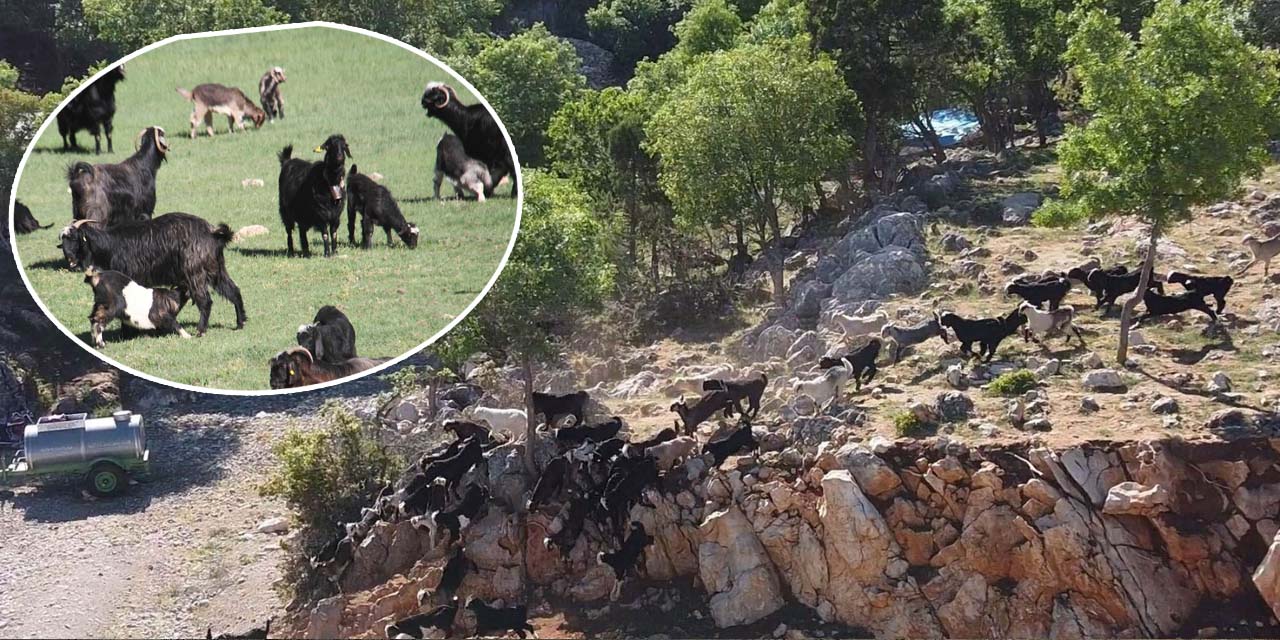 Konya’da oğlakların annelerine kavuşma anları böyle görüntülendi