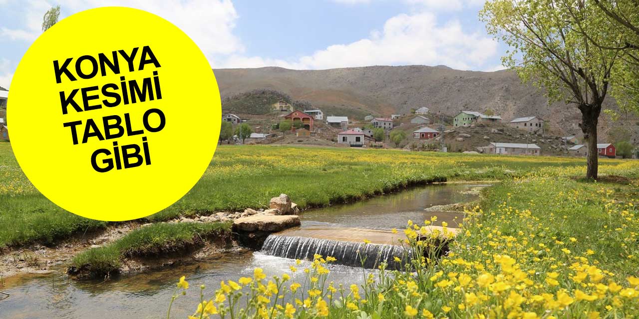 Siz görmüyorsunuz ama Toroslar'ın Konya kesiminde dağlar sarı gelinlik giydi