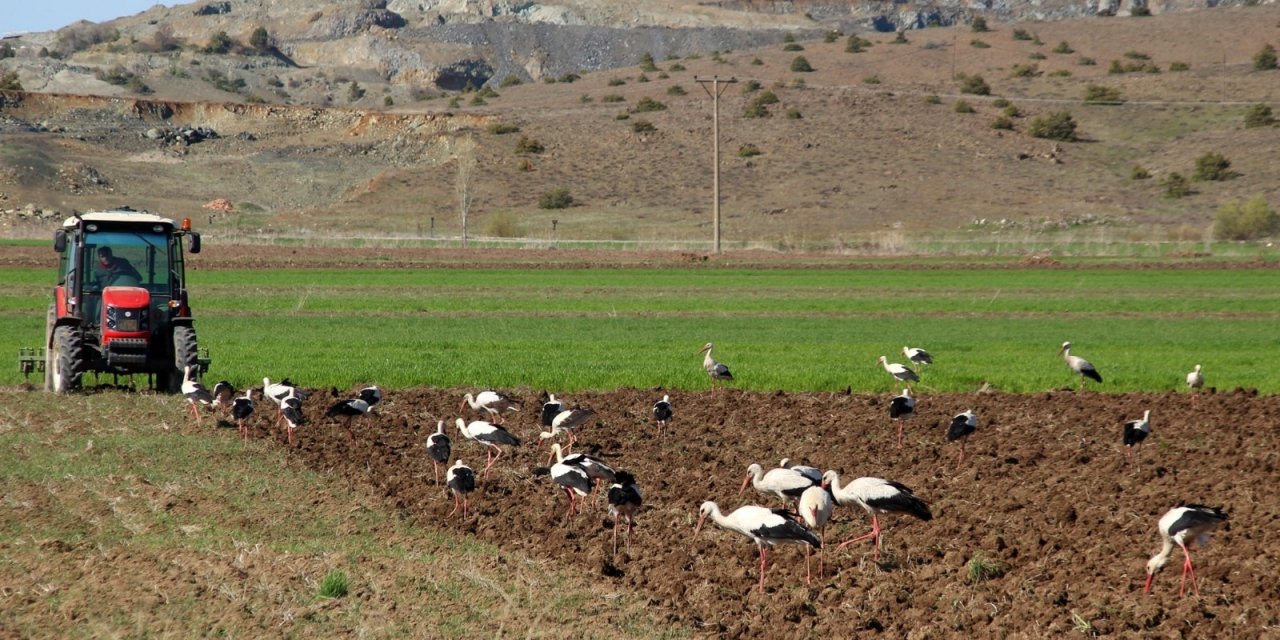 Konya'da leylekler yiyecek avında