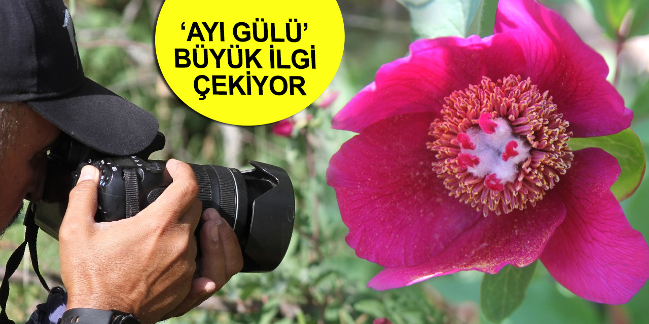 Konya'da koparana 80 bin ila 402 bin lira arasında ceza kesilen 'şakayık'lar görüntülendi