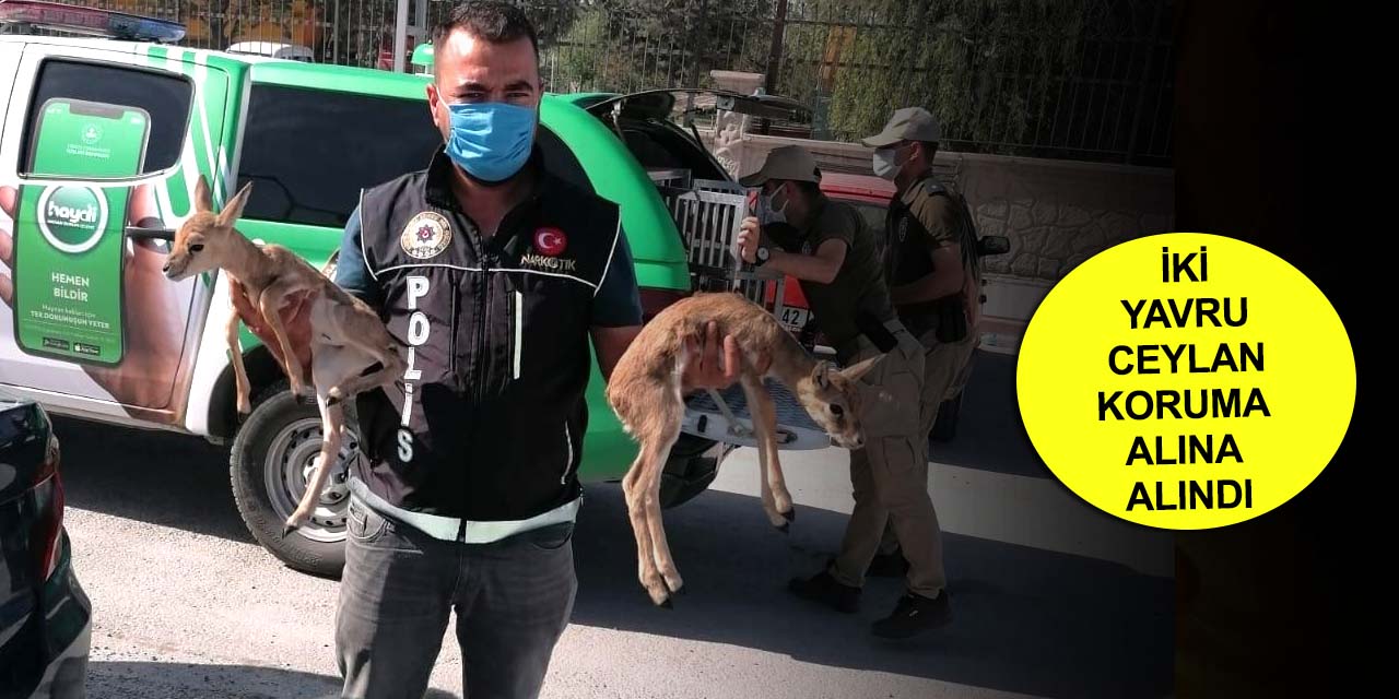 Konya'da narkotik polisinin durdurduğu otomobilden ceylan yavruları çıktı