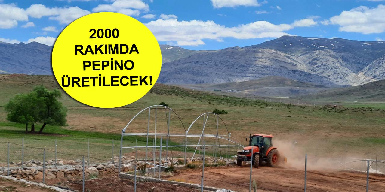 Konya Sorkun yaylasında tropikal meyve üretimi için hummalı çalışma!