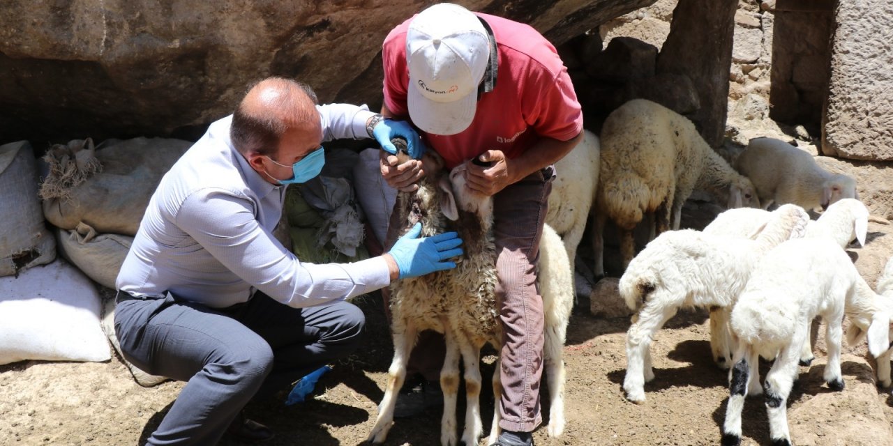 Güzelyurt'ta ahıra kurt daldı! 10 koyunu telef etti