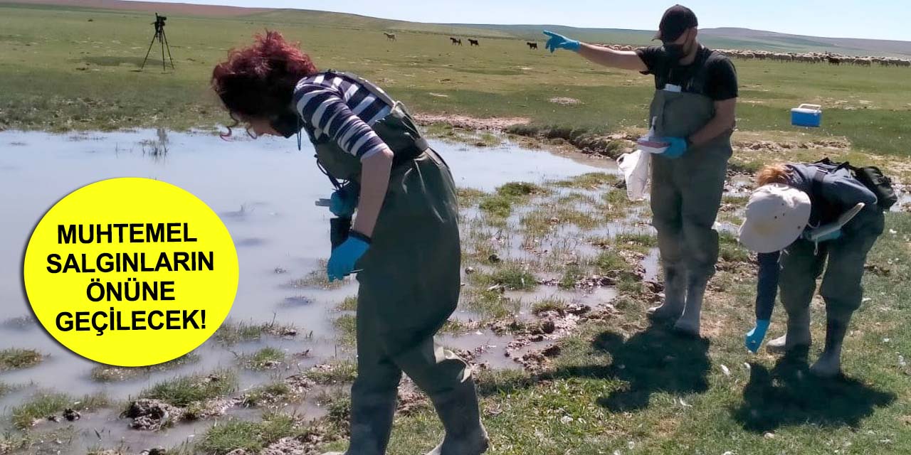 Konya'da kıyı kuşlarının salgın ve mutasyon oluşturma riski araştırılıyor