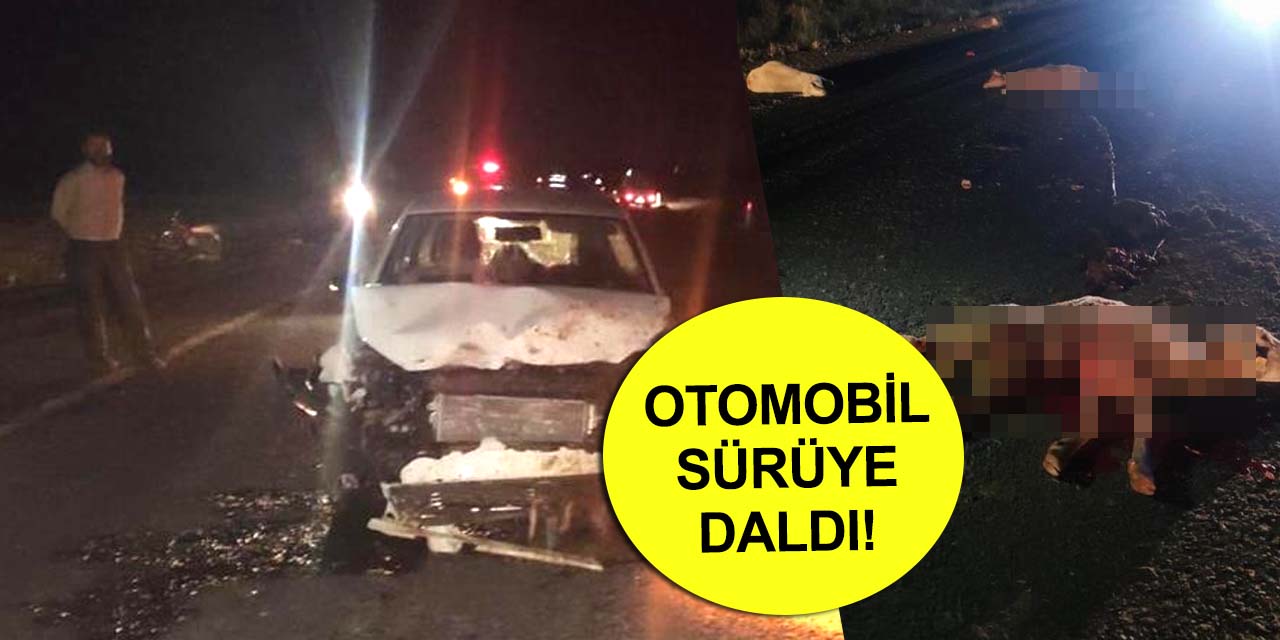 Konya'da otomobilin daldığı sürüde 14 koyun telef oldu!