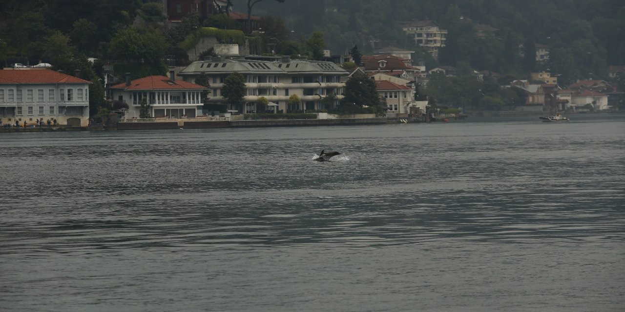 Yunus sürüsü İstanbul Boğazı’na akın etti