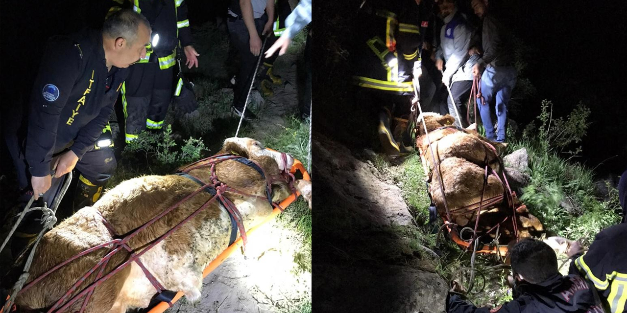 Şiddetli akıntı olan dereye düşen inek 8 saatlik operasyonla kurtarıldı