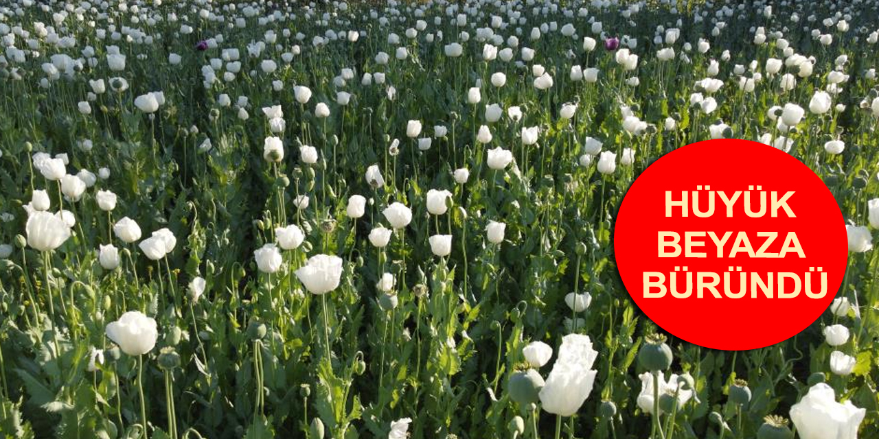 Konya'daki kuraklık haşhaş tarlalarını da vurdu! Hüyük'te bu yıl ürün yüzde 50 seviyesinde