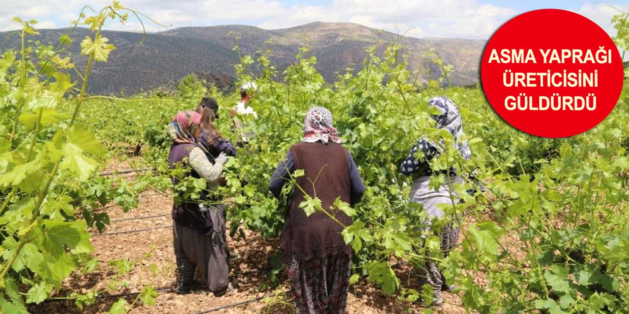 Konya'da asma yaprağı fiyatı ikiye katladı! Tarlada 20 lira