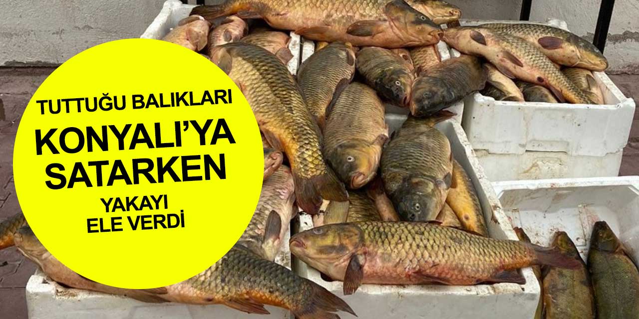 Kızılırmak'tan balık tuttu Konyalı'ya satarken yakalandı