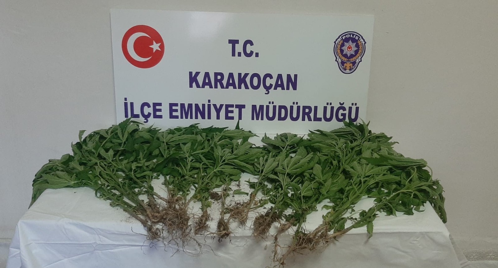 Elazığ'da ekilen hit keneviri polisin takibinden kaçamadı