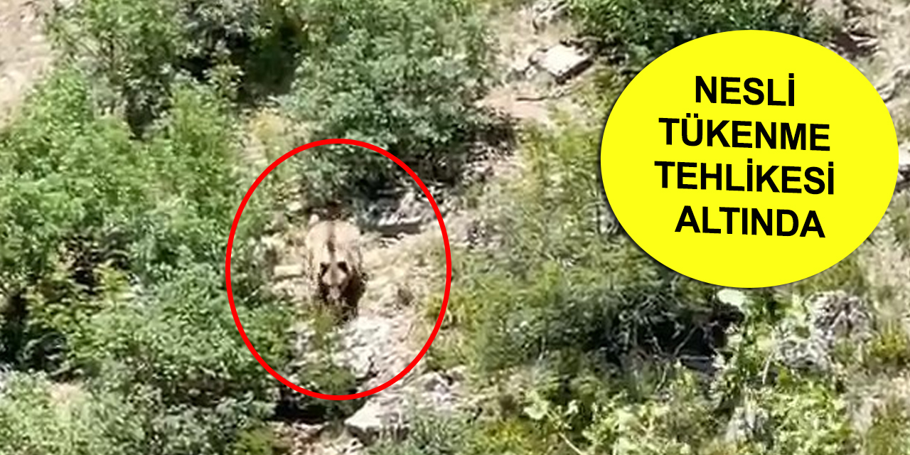 Nadir görülen bozayı Konya’da çiftçi kamerasına takıldı