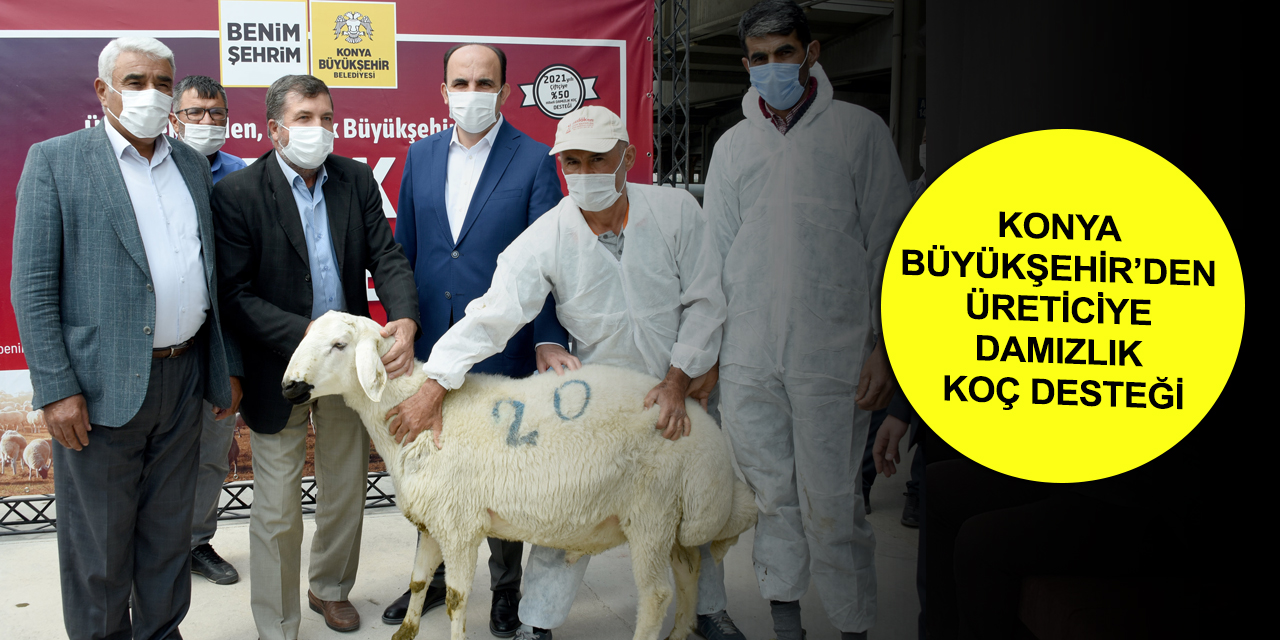 Konyalı hayvancılara Merinos ve Akkaraman cinsi damızlık koç desteği