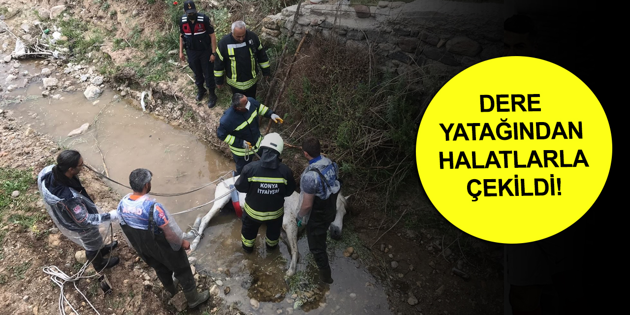 Konya’da köprüden düşen at için kurtarma operasyonu