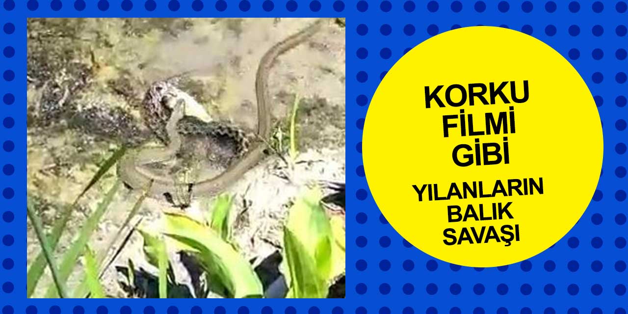 Konya Beyşehir Gölü'nde korku filmi sahnesi! Birbirleriyle savaştılar