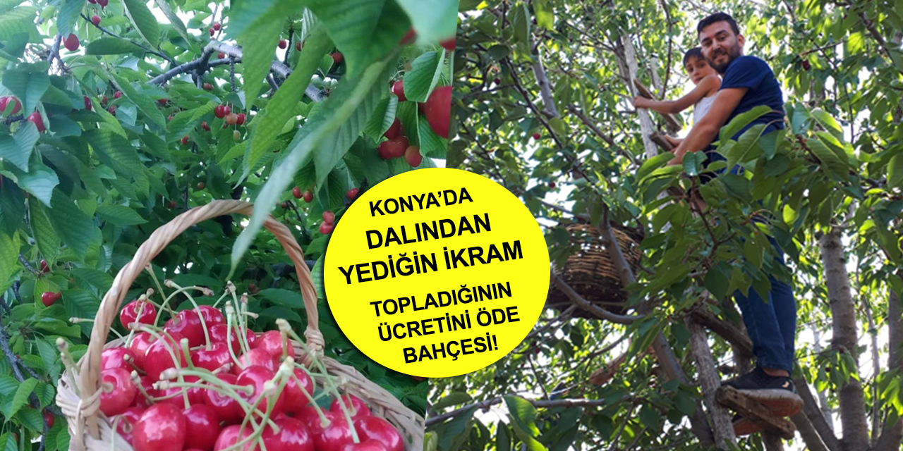 Konya'da örnek bahçe! Haftanın 3 günü dalından yiyene bedava
