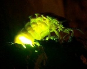 Depremde ateşböceği korkusu!