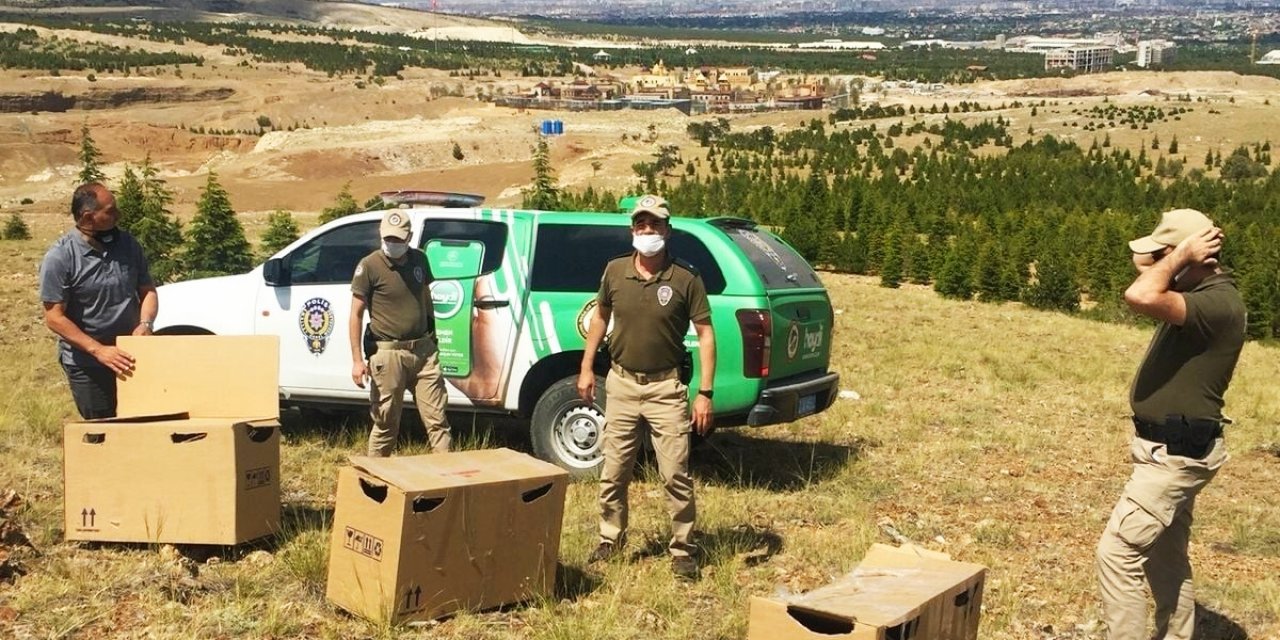 Konya’da izinsiz beslenen 76 keklik için 61 bin lira ceza