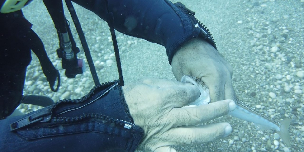 İki olta iğnesi yutan lokum balığını ünlü profesör kurtardı