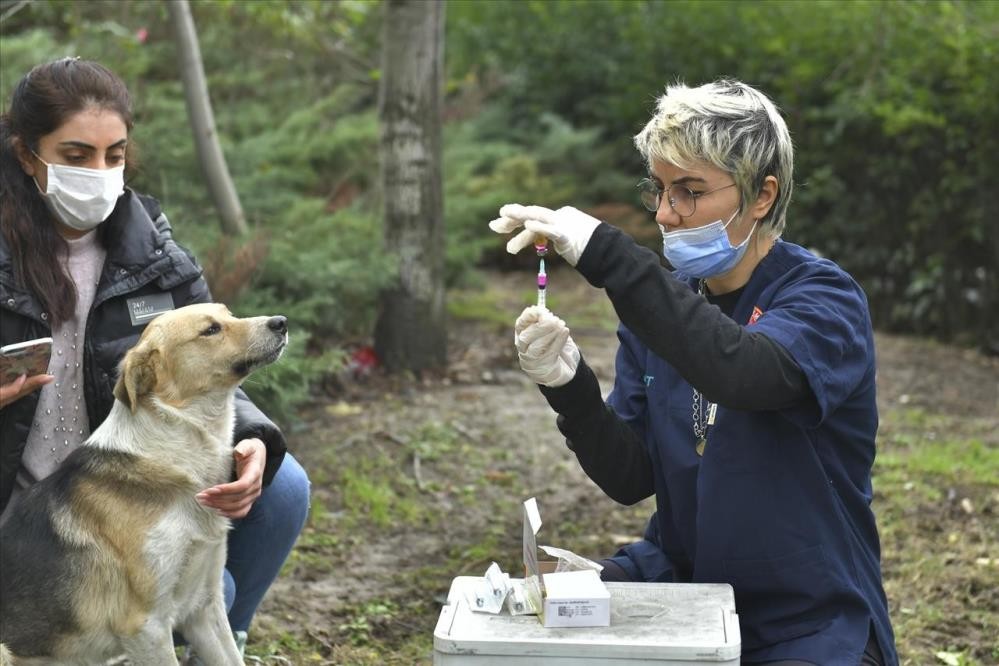 Düzce'nin köpekleri aşılandı