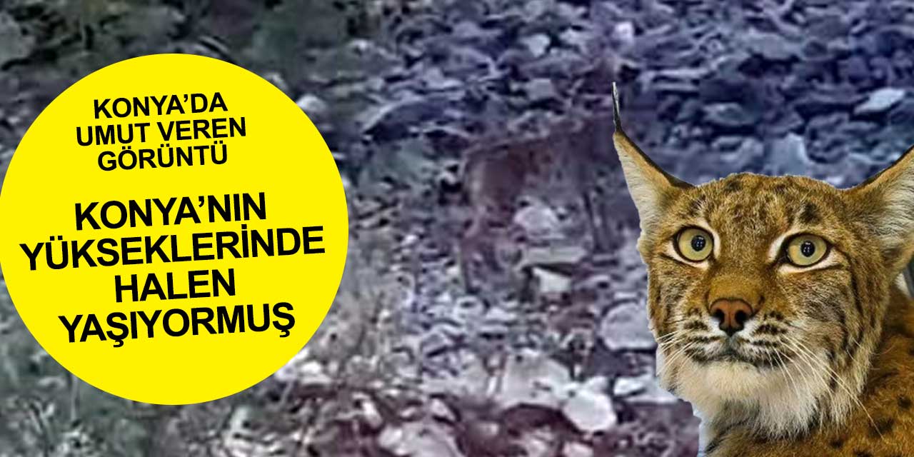 Konya'da soyu tükendi denen bir vaşak görüntülendi