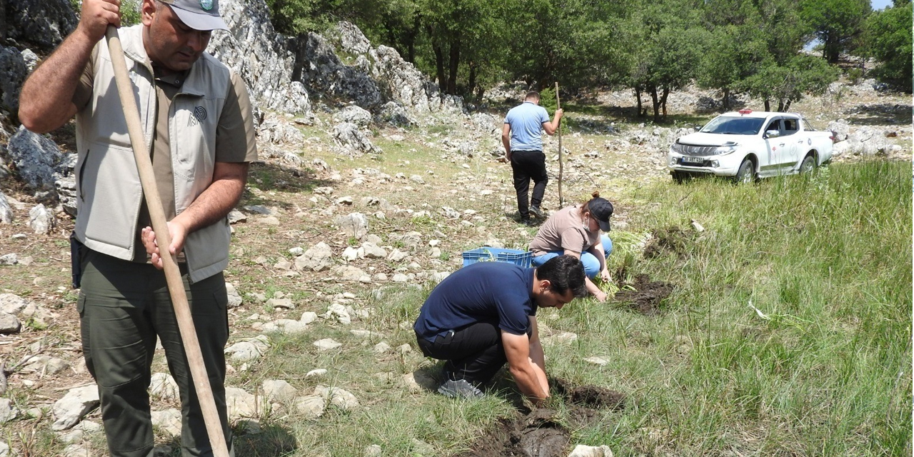 Konya'da yasa dışı göl soğanı söken şahsa 80 bin 465 TL ceza