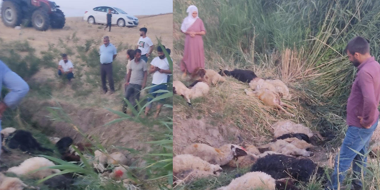 Irmağa atlayan koyunu 499 koyun takip etti! 36'sı telef oldu