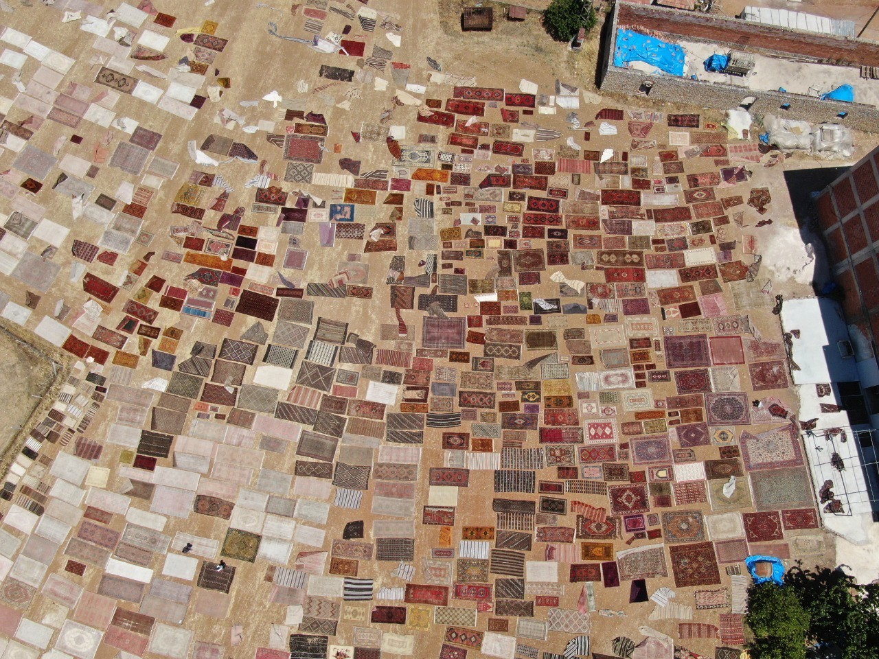 Antalya'da halı mevsimi başladı! Buğday tarlalarında büyük şölen