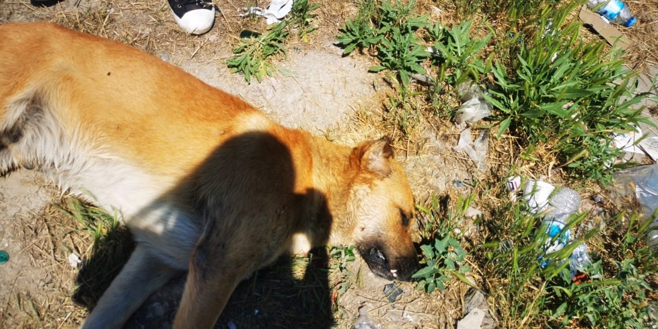 Ankara’da boş arazide zehirli tavuk yedirilerek telef olmuş 6 köpek bulundu