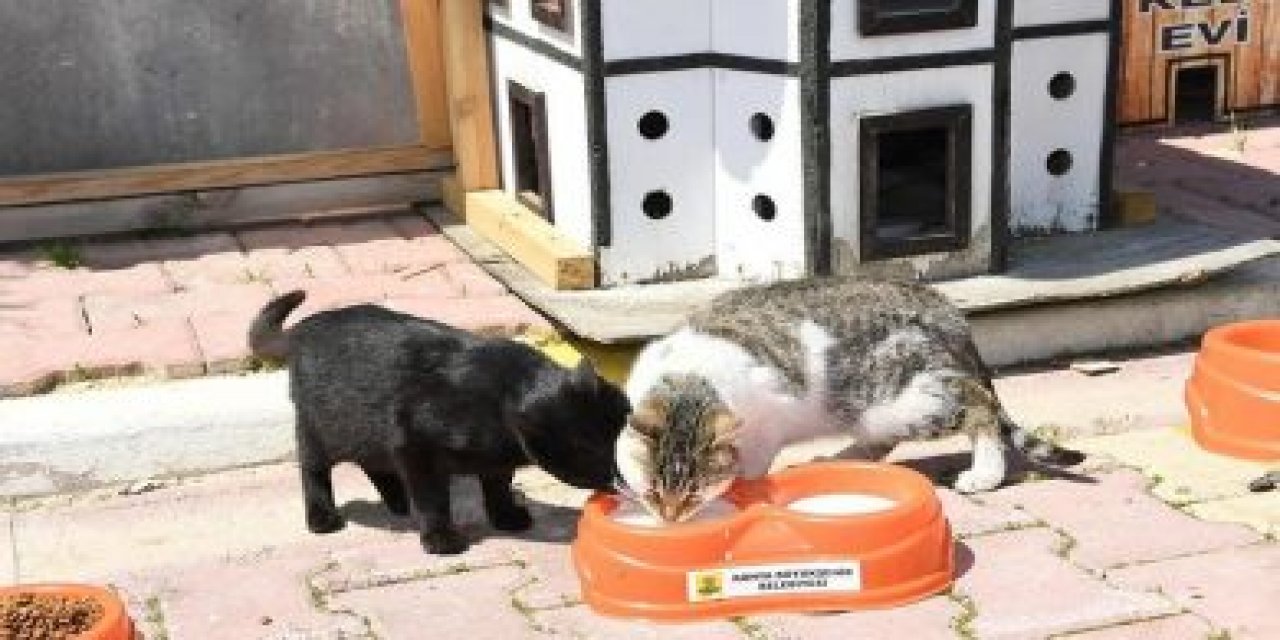 Hayvanları Koruma Kanunu Kanun Teklifi kabul edildi! Artık 'can' sayılacaklar