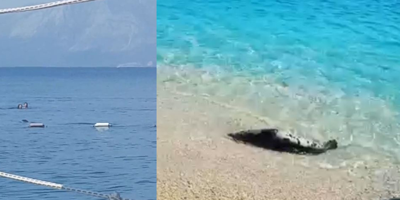 Antalya'da sabah denize girenlere görsel şov! Akdeniz foku heyecanlandırdı