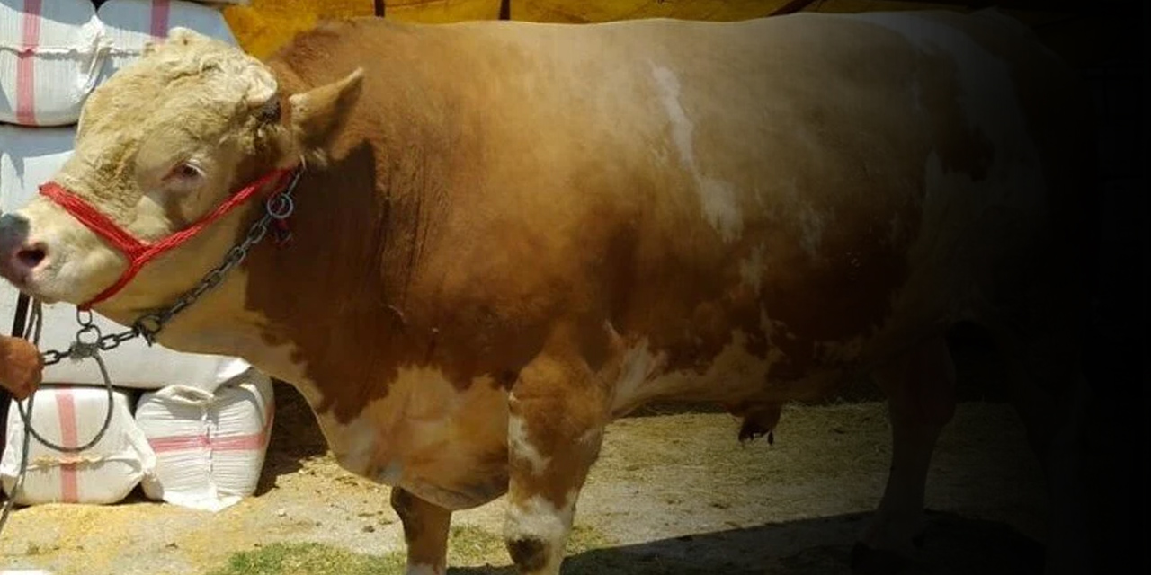 Kurban pazarlarında hareketlilik başladı! 1 ton 170 kiloluk tosun 36 bin liraya satıldı