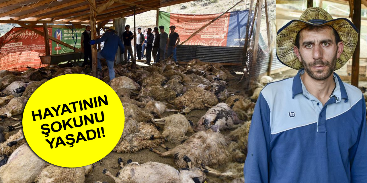 Ağıla giren kurtlar borçla alınan 103 koyunu telef etti! Besici gözyaşlarına boğuldu