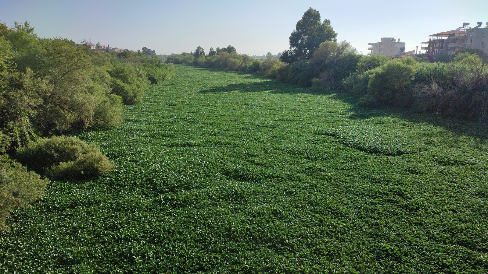 Müsilaj değil! Asi Nehri'nde mükemmel görüntüler