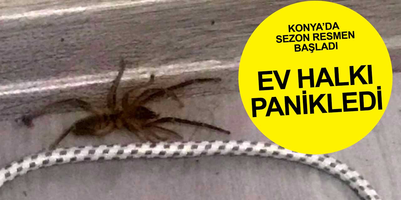 Konya’da bir dönem resmen başladı! Et yiyen örümcek geri döndü