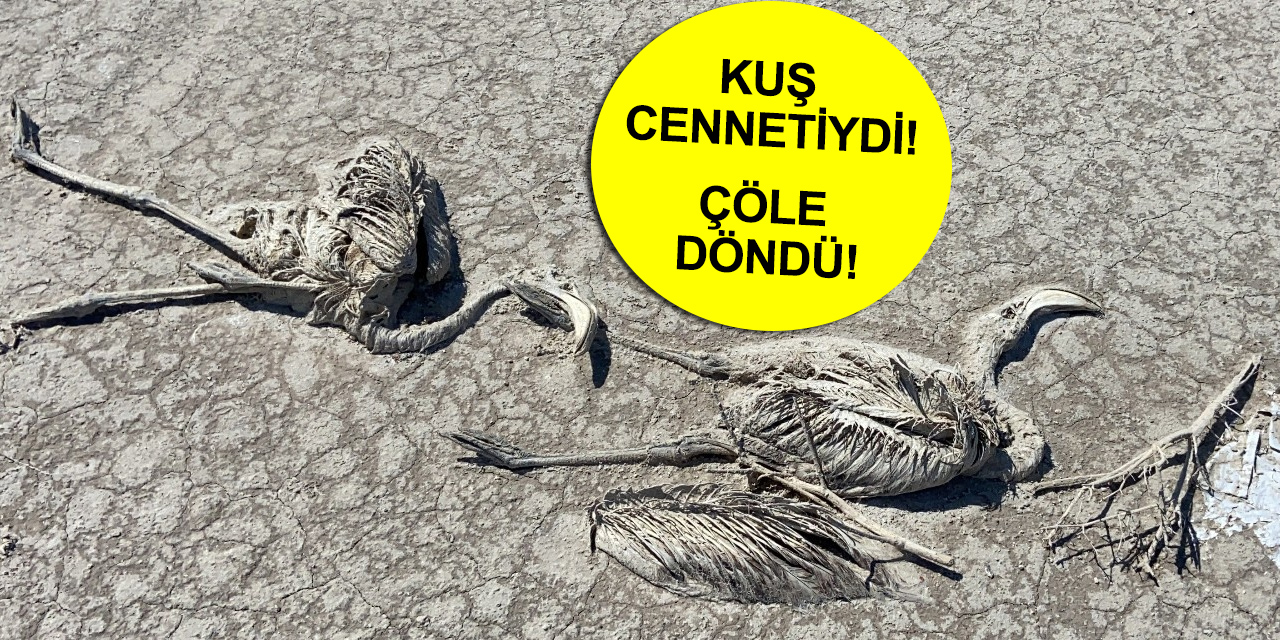 Kuraklık Konya'daki flamingoları da vurdu! Yüzlercesi ölü bulundu