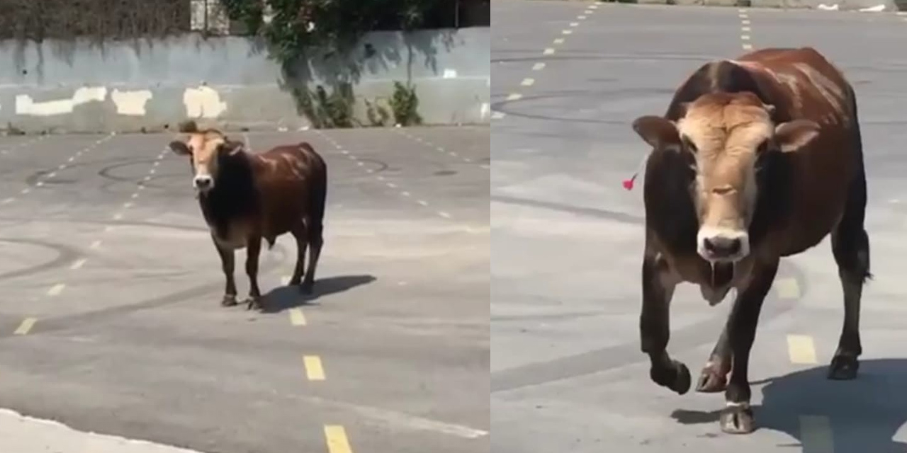 Sakinleşmeyen kaçan kurbanlık zor anlar yaşattı