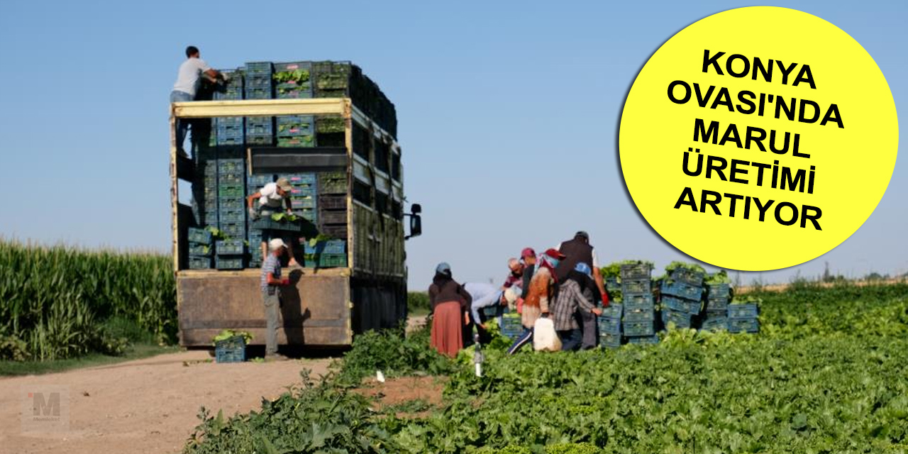 Tarım kenti Konya'da alternatif ürünler artıyor