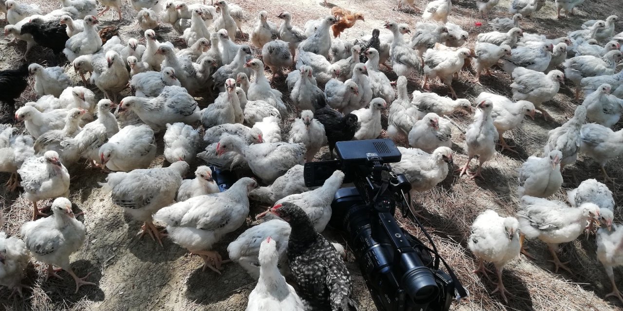 300 civcivi göl kenarında ölüme terk ettiler