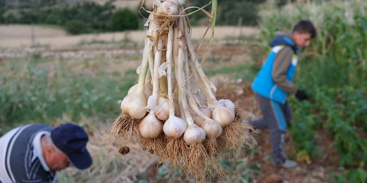 Dünyaca ünlü Taşköprü sarımsağı hasadına başlandı