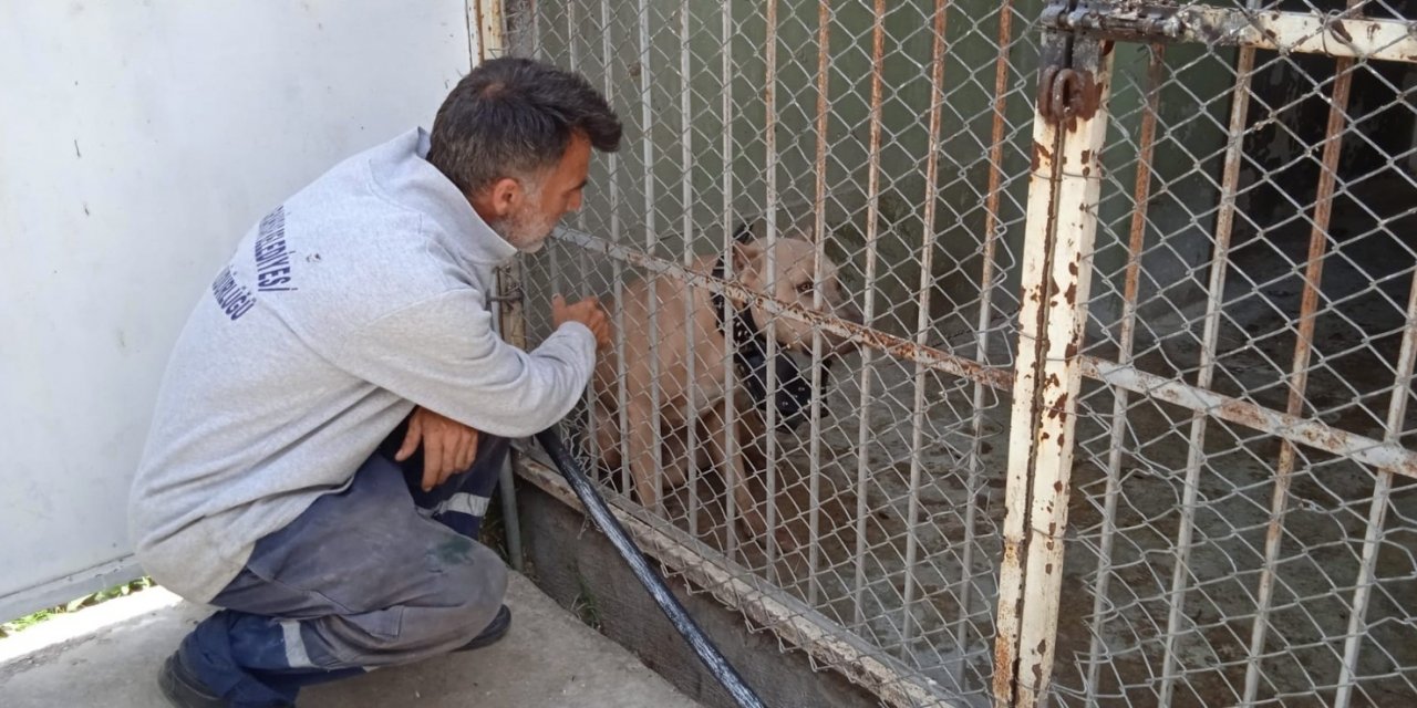 Afyon'da pitbull dehşeti! 2 kişi hastanelik oldu