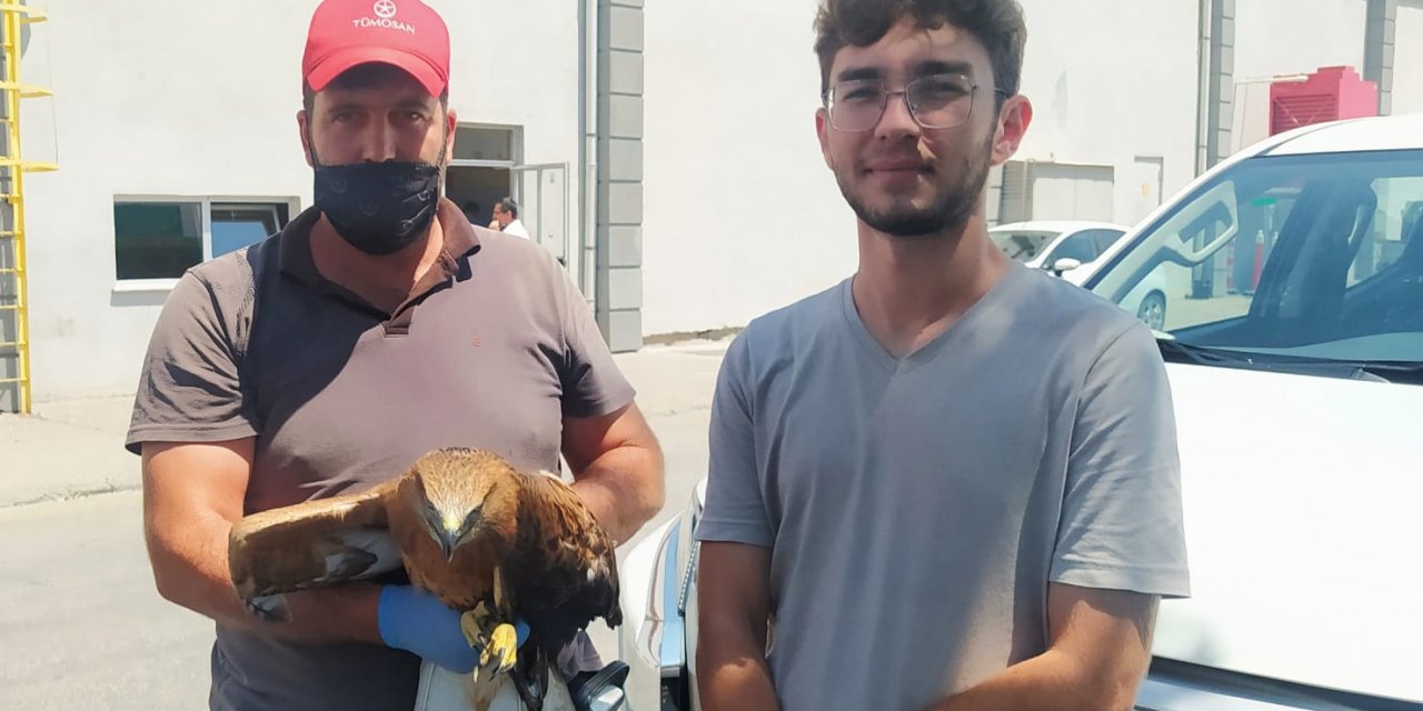 Konyalı doğasever uçamayan şahinin hayatını kurtardı