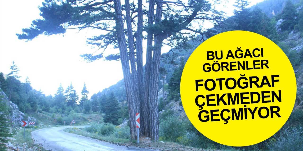 Derebucak sınırlarındaki bu ağacı görenler fotoğraf çekmeden geçmiyor