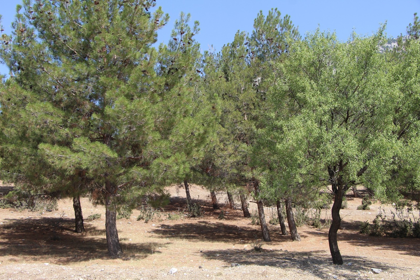 Proje başarılı oldu! Bu ormanda 30 yıldır yangın çıkmadı
