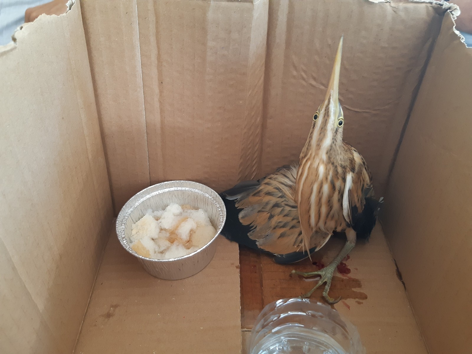 Gaziantep'te caniler kuşu vurup öylece bıraktı hayvanseverler kurtardı