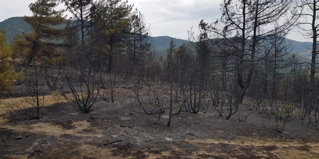 Karabük'te alevlere teslim olan yemyeşil ormanlık alan siyaha döndü