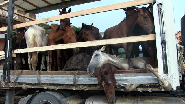 Düğünde kesilmek üzere götürülen atlar tır dorsesinde kaldı