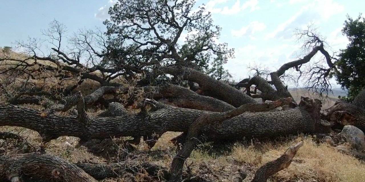 Bu ağaçlara kimse dokunamıyor! Kayseri Kocasinan'da kuruyan ağaçları korkudan kaldıramıyorlar