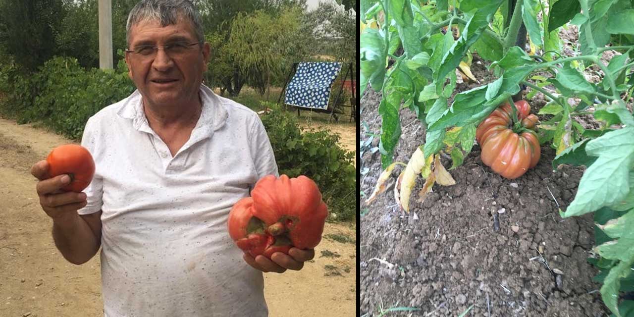 Emekli öğretmen Hikmet Turan bal kabağı gibi domates yetiştirdi! Neredeyse 1,5 kilo